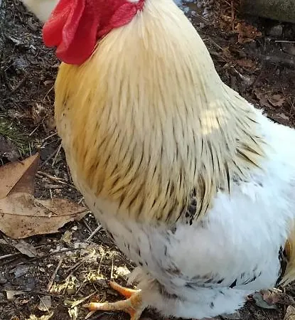 아파트 Incantevole Margherita X6 Ad 아우리시나