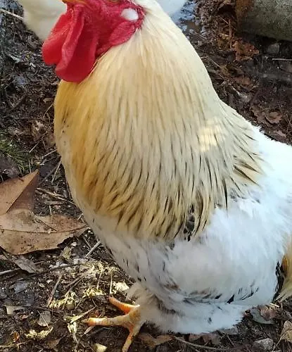 Apartman Incantevole Margherita X6 Ad Aurisina